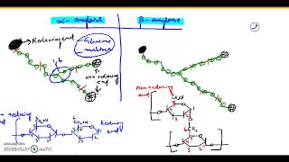 Alpha amylase and Beta amylase [upl. by Eleahcim]