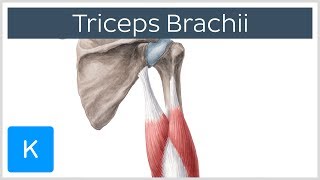 Triceps Brachii Muscle  Origin Insertion amp Innervation  Human Anatomy  Kenhub [upl. by Yelsna]