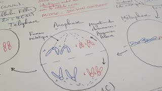 eSVT La mitose une division cellulaire conforme [upl. by Adnof]