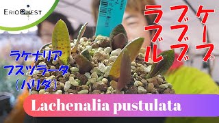 【解説】ラケナリア プスツラータ の育て方【植え替え】Lachenalia pustulata [upl. by Airetak466]