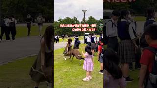 奈良の雄鹿が観光客を襲う  衝撃の映像をご覧ください  Nara Park deer in japan deerpark japan [upl. by Cedar323]