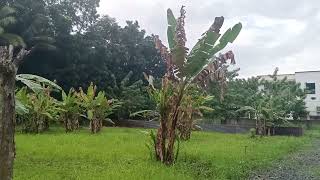 Farm Lot for Sale Amadeobetchaylupatbahayvlog4700 [upl. by Proffitt161]