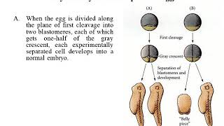 Embryonic Development of Amphibian part II [upl. by Mimi]