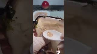 Harvesting pearls from oysters shortvideo lifehacks tipsandtricks viralvideos instagram [upl. by Ahker]