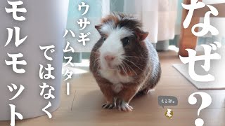 【初心者向け🔰】飼う前に見てほしい‼️モルモットを選んだ理由🐨🐼🐹 [upl. by Pentheam]