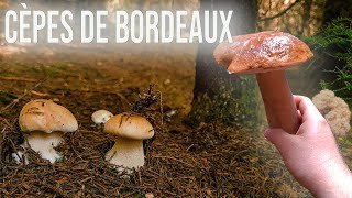 Un premier beau panier de cèpes de Bordeaux [upl. by Aleck]