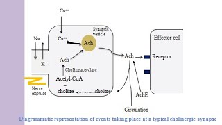 Biosynthesis of Acetylcholine [upl. by Ennovyahs197]