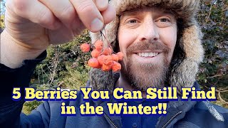 5 Berries You Can Still Find in the Winter  4 Edible Berries and 1 Poisonous Berry [upl. by Lorrimor675]