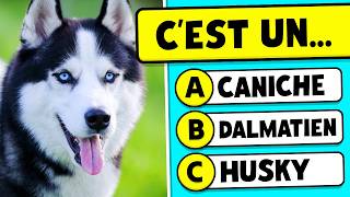 Devine la RACE de CHIEN 🐶🤔✅  QUIZ ANIMAUX 🐾 [upl. by Eimmij]