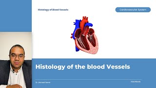 Histology of Blood Vessels [upl. by Enylekcaj299]