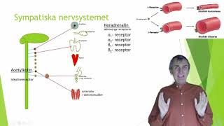 Nervsystemet 6  Autonoma nervsystemet del 2 [upl. by Omari]