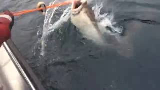 The biggest ever halibut catch [upl. by Suivatnom171]