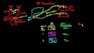 Autoregulation  Baroreceptors [upl. by Atinad]