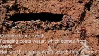 How Ant Colonies Get Things Done [upl. by Aelahs]