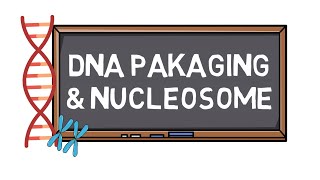 DNA Packaging amp Nucleosome  Chromosome Formation  Pocket Bio [upl. by Nennek]