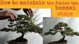 How to maintain the fukien tea bonsai shape [upl. by Adelle782]