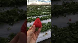 20190201 九州熊本縣內最大級 吉次園 観光農園 Kichijien x いちご狩り 🍓 大草莓吃到飽 88 [upl. by Elwaine621]