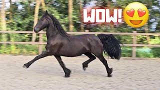 Wûnder and Yfke can move beautifully But this one trots absolutely perfect  Friesian Horses [upl. by Luci]