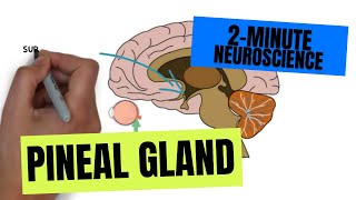 2Minute Neuroscience Pineal Gland [upl. by Randolph]