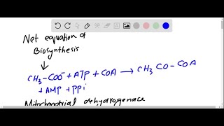 Write the net equation for the biosynthesis of palmitate in rat liver starting from mitochondrial … [upl. by Airbas316]