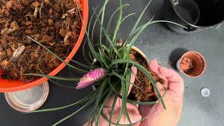 Repotting “tillandsia cyanea plant” [upl. by Kcaz]