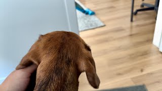 Things mini dachshund barks at [upl. by Yelknirb]