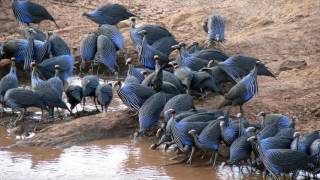 Vulturine Guineafowl [upl. by Asiaj]