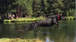 AWESOME 105 lb Flying Black Labrador Retriever  More [upl. by Butcher]