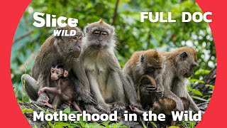 Does the maternal instinct really exist  SLICE WILD  FULL DOC [upl. by Malek]