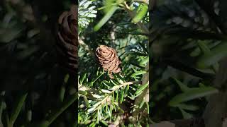 Die Korea Tanne Abies koreana Schönster Nadelbaum für den Garten [upl. by Soane]