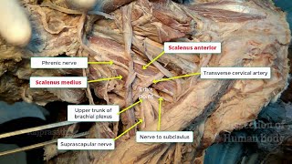 Posterior triangle of neck [upl. by Fachanan]