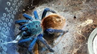 Chromatopelma cyaneopubescens [upl. by Wilone]