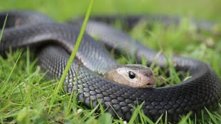 Black Cobra Snake  Kala Nag  Jogi or Sanp🐍 [upl. by Edobalo]