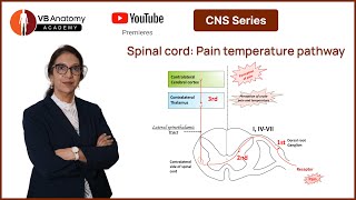 Spinal cord Pain temperature pathway [upl. by Gnol]