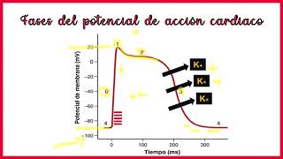 Potencial de acción del corazón super fácil [upl. by Eerihs]