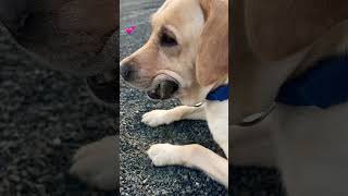 Mystone lover goldendog youtubeshort funnypet labradoretriever pets funnyanimal animals dog [upl. by Gerrie]