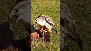 GyrSaker Falcon Feeding [upl. by Ennahs700]