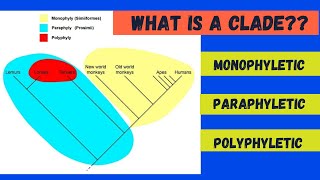 Monophyletic Paraphyletic and Polyphyletic [upl. by Noivad]