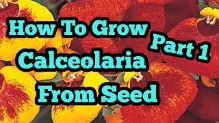 How to grow calceolaria part 1 [upl. by Bobbee]