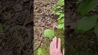 Leucobryum albidum white cushion moss a common moss of Eastern US forests [upl. by Klemperer]