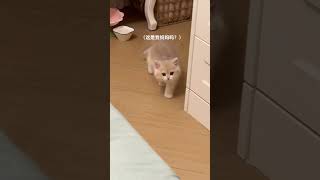 Kittens Are you my mom🐱 Careful and cute do you remember the first day your kittens came home [upl. by Anhpad983]