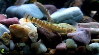 Aborichthys elongatusRed tail loach [upl. by Anerys407]