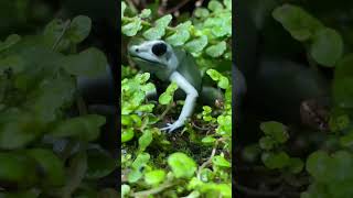 HOW TO FEED THE WORLDS MOST POISONOUS FROGS animals frog [upl. by Adnawahs977]