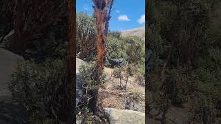 Bosque alto andino precioso viralvideo travel youtubeshorts video nature [upl. by Mcnair616]