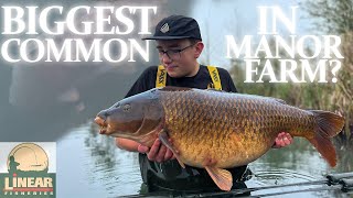 BIGGEST Common in Manor Farm  Linear Fisheries  NEW PB [upl. by Obrien214]