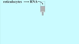 DNA Technolgies cDNA Libraries [upl. by Derna]