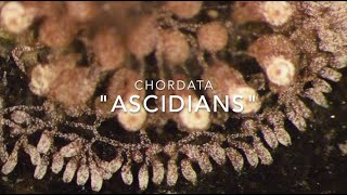 Chordata Ascidians [upl. by Adikram]