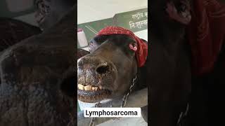 Lymphosarcoma  Bulging Eyes  Bovine leukemia virus [upl. by Nirre]