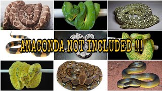 MOST COMPLETE  36 SPECIES OF PYTHONS Pythonidae [upl. by Idnahc9]