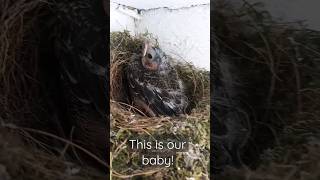 A Cowbird had been nesting in our yard [upl. by Sutniuq]